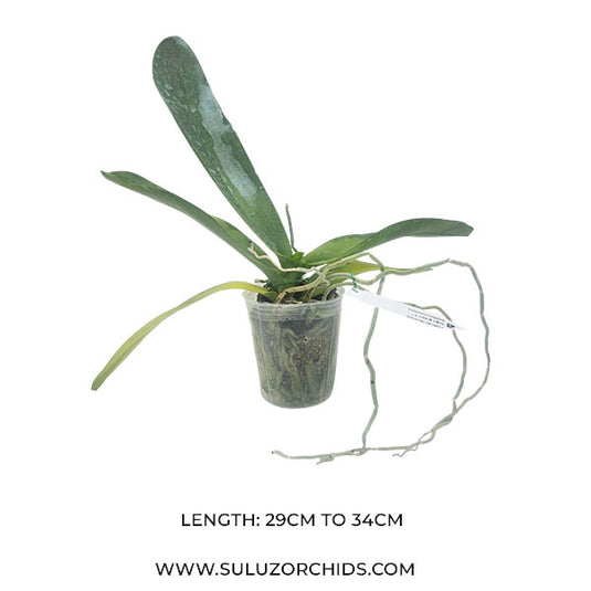 Phalaenopsis Sogo Grape x Luddenmaniana Rare Exotic Orchid