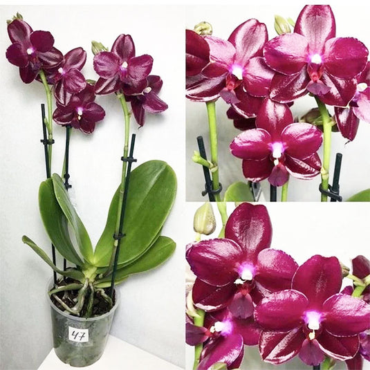 Phalaenopsis Sogo Grape x Luddenmaniana Rare Exotic Orchid