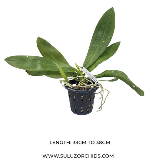 Phalaenopsis Tetrapis Alba x Green Rare Exotic Orchid