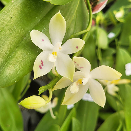 Phalaenopsis Tetrapis Alba x Green Rare Exotic Orchid