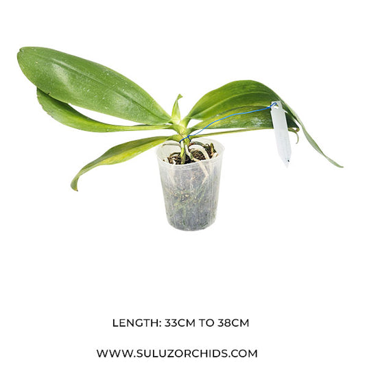 Phalaenopsis Tetrapis F Livid x Sib ( TETRA F LIVD x SBB ) Rare Exotic Orchid