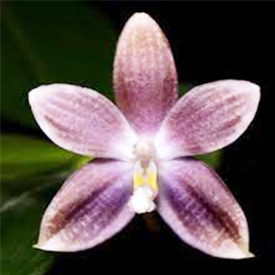 Phalaenopsis Tetrapis F Livid x Sib ( TETRA F LIVD x SBB ) Rare Exotic Orchid