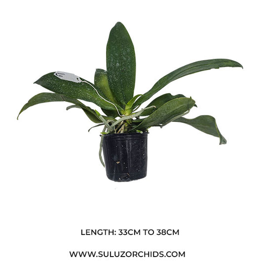 Phalaenopsis Zebrina (ZABRINA) Rare Exotic Orchid