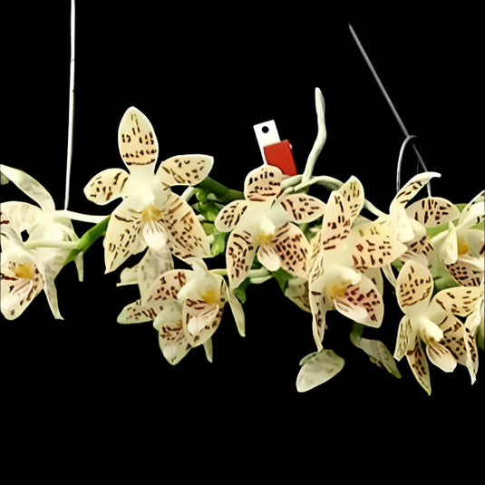 Phalaenopsis Zebrina (ZABRINA) Rare Exotic Orchid