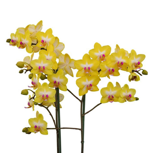 Yellow Phalaenopsis orchid with warm-toned petals and tropical elegance
