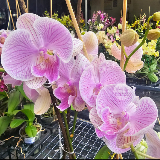Phalaenopsis Orchid mature plant with bright pink petals and pink striped patterned flowers