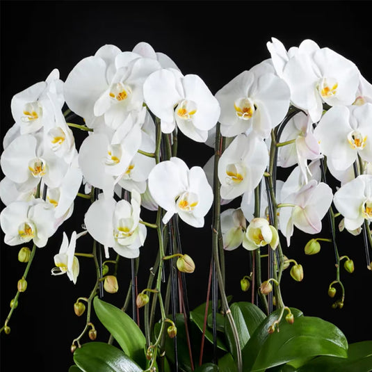 Phalaenopsis Orchid Plant - Grand Desert Medium Stage