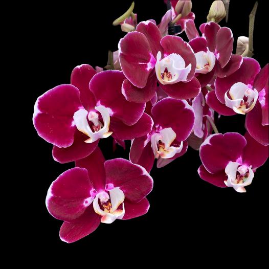 Red Phalaenopsis orchid plant with striking red flowers, ideal for home and indoor decoration