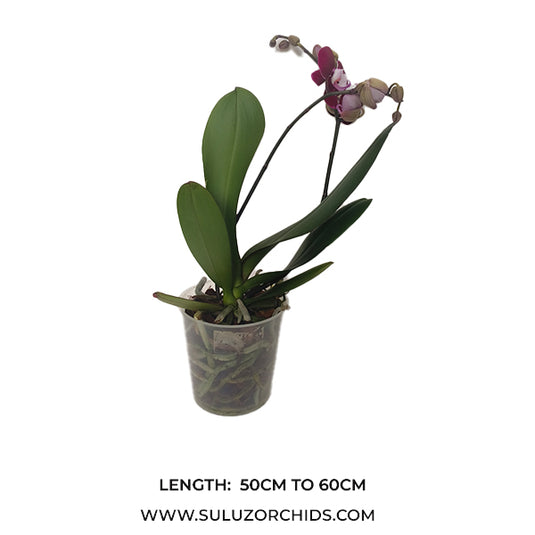 Beautiful red Phalaenopsis orchid with bold petals and vibrant tropical blooms