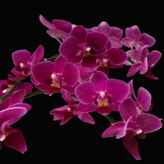 Phalaenopsis Orchid Kissy Lips Plant With Bud/Flower