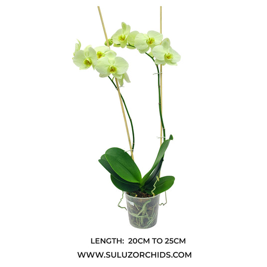 Phalaenopsis Orchid mature plant with healthy green leaves and buds or flowers