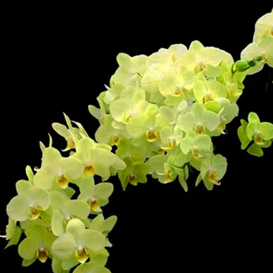 Phalaenopsis Orchid Plant - Mint Medium Stage