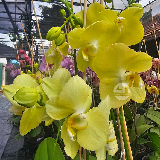 Phalaenopsis Orchid mirage mature plant with bright yellow flower