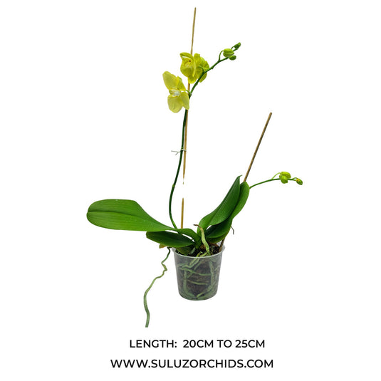 Phalaenopsis Orchid mirage mature plant with healthy green leaves and buds or flowers