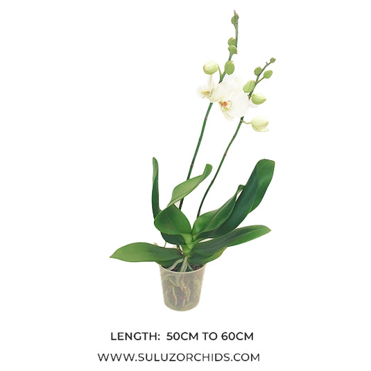 White Phalaenopsis orchid plant with graceful, long-lasting blooms