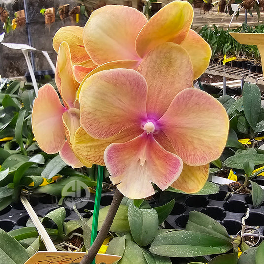 Phalaenopsis orchid with elegant orange blooms and smooth rounded petals