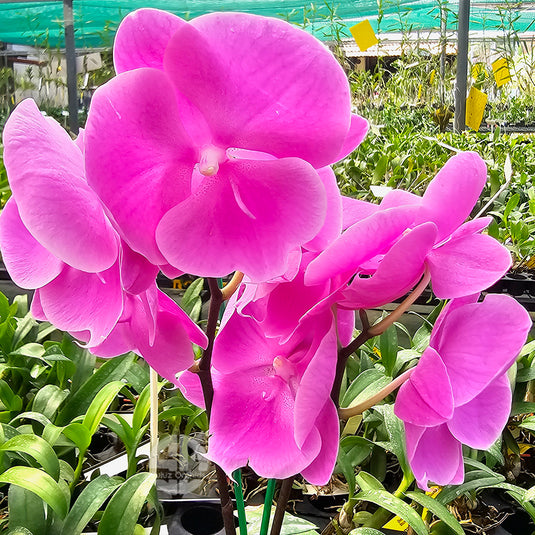 Phalaenopsis orchid with soft pink moth-shaped flowers and rounded petals
