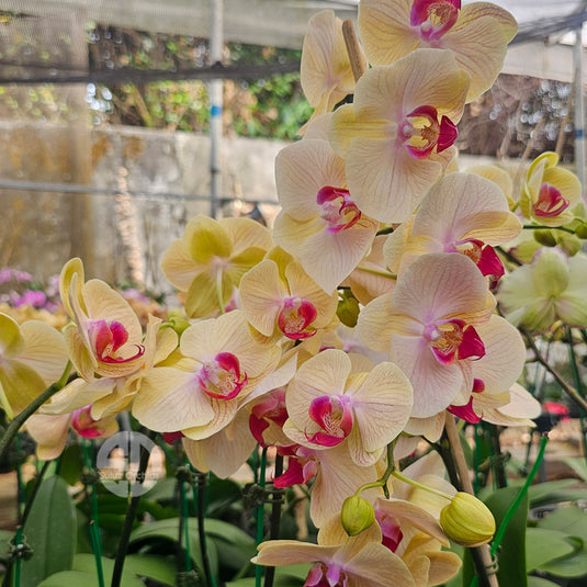 Phalaenopsis orchid with elegant yellow and pink flowers