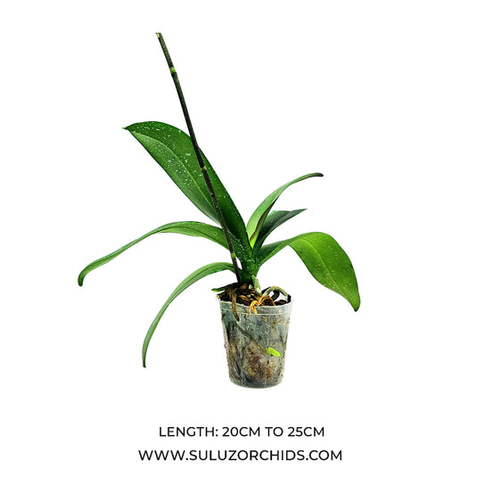 Phalaenopsis Orchid Mature Plant