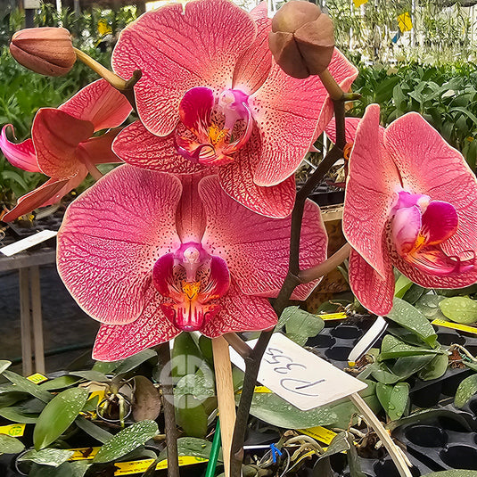 Phalaenopsis orchid with vibrant ultra-peach colored moth-shaped flowers and soft rounded petals