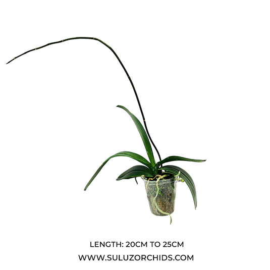 Phalaenopsis Orchid mature plant with lush green leaves and upright spikes producing rich orchid flowers ready to bloom