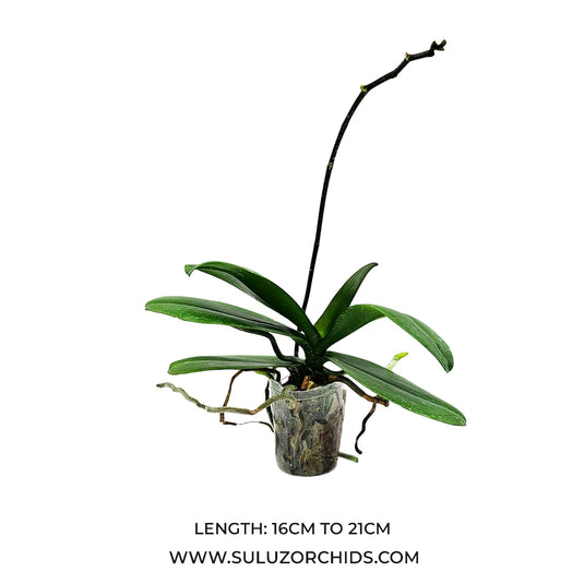 Phalaenopsis Orchid Mature Plant with healthy green leaves, ready to bloom