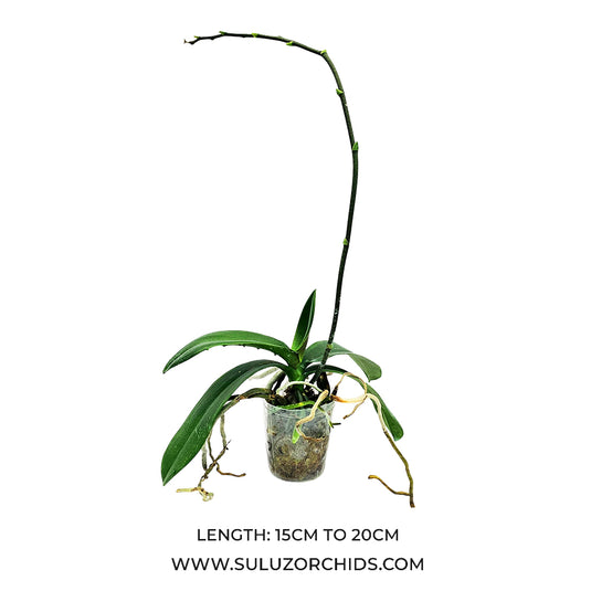 Phalaenopsis Orchid mature plant with lush green leaves and upright spikes producing rich orchid flowers ready to bloom