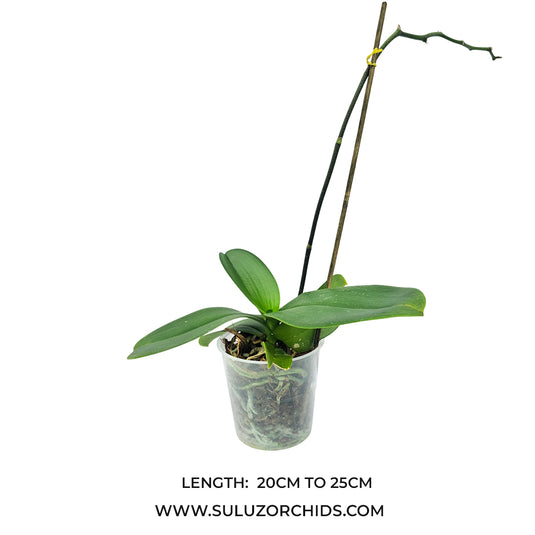 Phalaenopsis orchid Black Stripes mature plant with healthy green leaves ready to flower