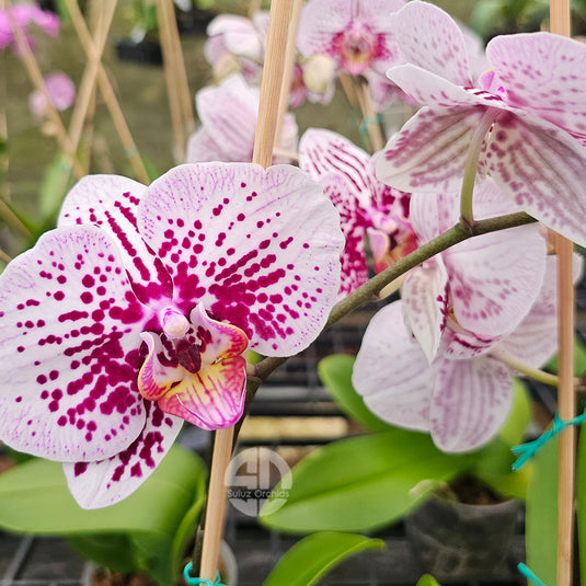 Elegant pink Phalaenopsis orchid showcasing soft petals and tropical beauty