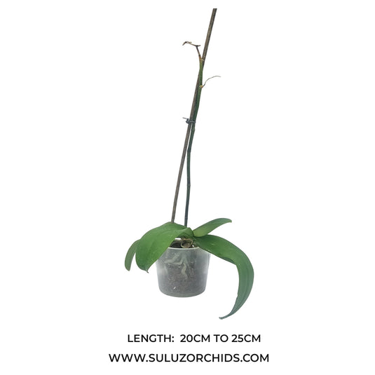 Phalaenopsis orchid Camera Obscura mature plant with healthy green leaves ready to flower