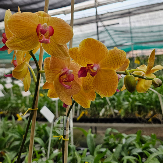 Yellow Phalaenopsis orchid plant with graceful yellow flowers, ideal for home and indoor decoration