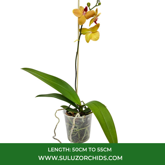 Yellow Phalaenopsis orchid plant featuring elegant long-lasting flowers