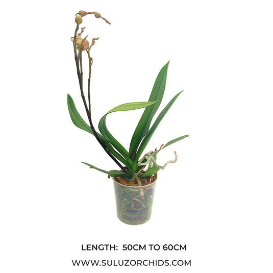 Elegant pink Phalaenopsis orchid plant in full bloom