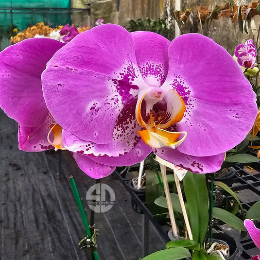 Phalaenopsis orchid deluxe treasure Map with purple speckled harlequin flowers and ivory center
