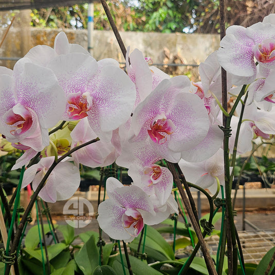 Phalaenopsis orchid with elegant white and pink patterned flowers