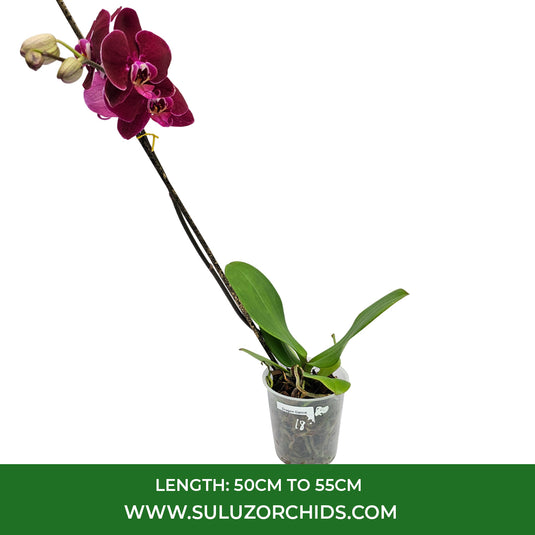 Purple Phalaenopsis orchid plant featuring elegant long-lasting flowers