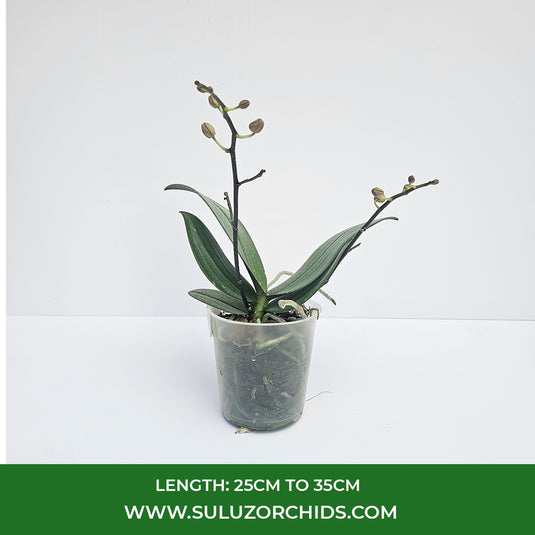 Pinkish Orange Phalaenopsis orchid plant with graceful pink flowers, ideal for home and indoor decoration