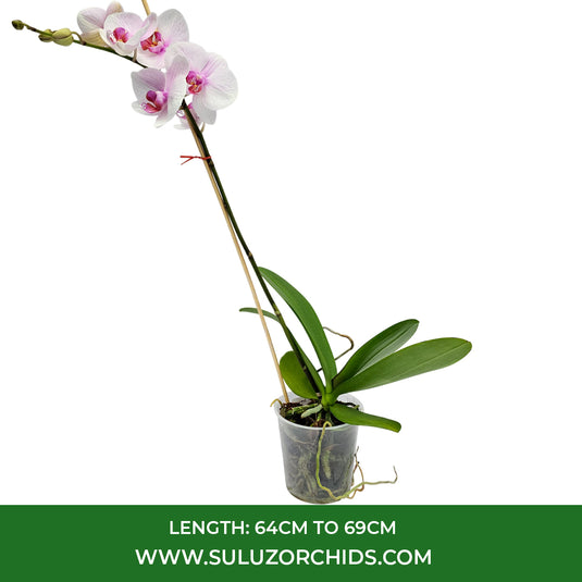 Pink Phalaenopsis orchid plant featuring long-lasting flowers
