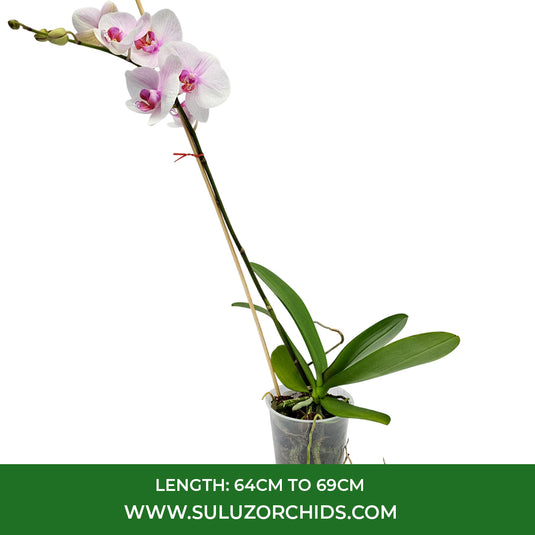 Phalaenopsis Orchid Eve Mature Plant With Bud/Flower