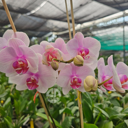 Rich pink Phalaenopsis orchid flowers with graceful petals