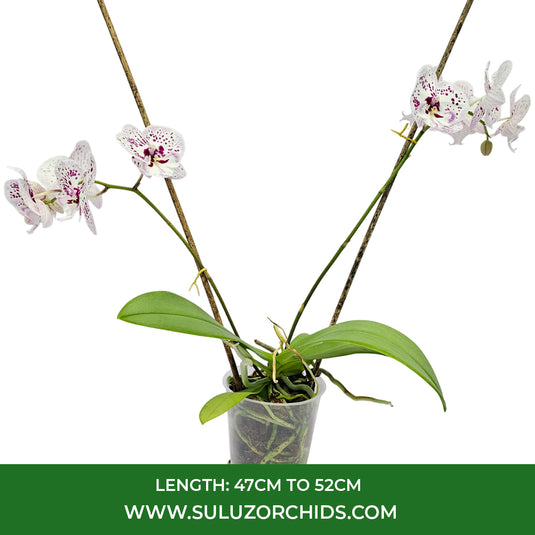 Phalaenopsis Orchid Expression Mature Plant With Bud/Flower