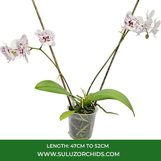 White Dendrobium orchid plant featuring fresh white flowers with pink-purple blend