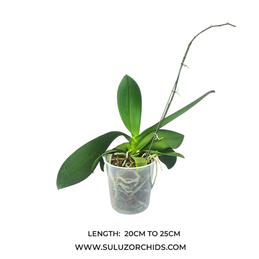 Phalaenopsis orchid Expressions mature plant with lush green leaves ready to flower