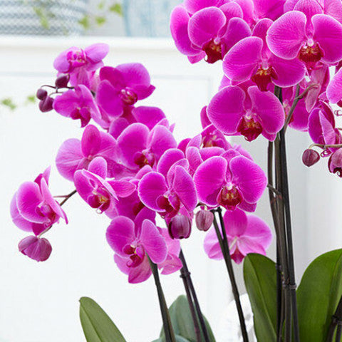 Phalaenopsis Orchid Friday Flirt Pink flower featuring soft pink blooms with gentle blush tones