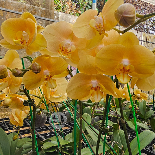 Phalaenopsis orchid with elegant yellow and white flowers