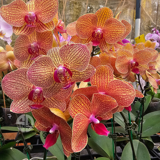 Phalaenopsis orchid with elegant orange and purple patterned flowers