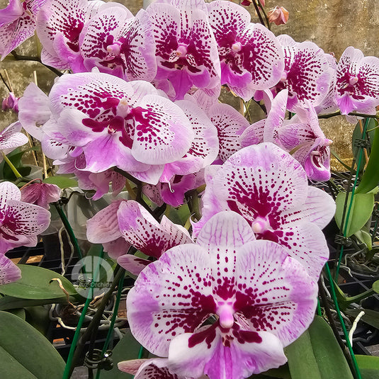 Phalaenopsis orchid with elegant white and purple patterned flowers