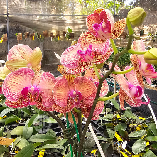 Phalaenopsis orchid with golden yellow flowers covered in dark red spots