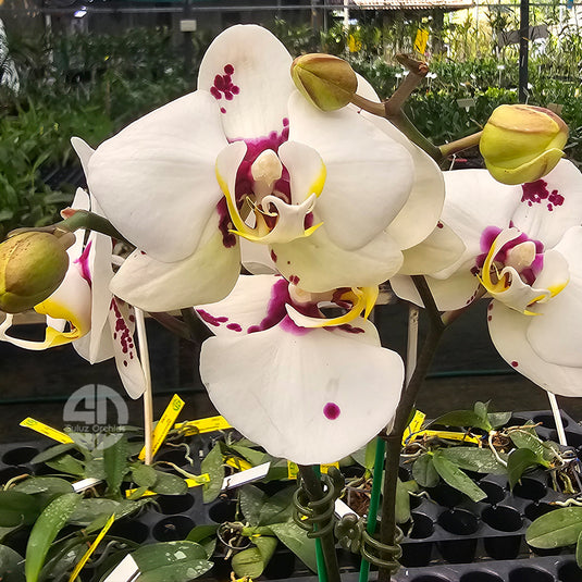 Phalaenopsis orchid with elegant white and pink patterned flowers