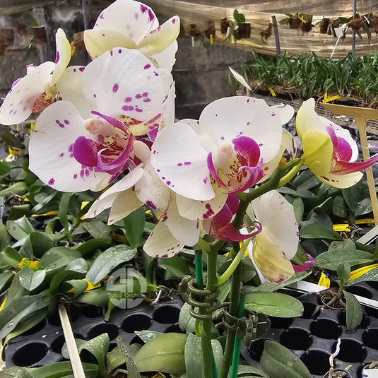 Phalaenopsis orchid with elegant cream blooms and smooth rounded petals
